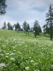 A serene landscape featuring lush greenery and wildflowers under a clear blue sky.