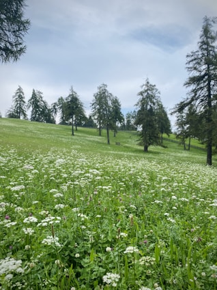 A serene landscape featuring lush greenery and wildflowers under a clear blue sky.
