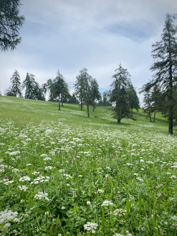 A peaceful rural landscape featuring a gently rolling meadow dotted with wildflowers.