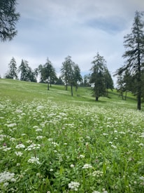 A serene meadow blanketed with wildflowers, featuring a lush green landscape dotted with tall trees under a blue sky.