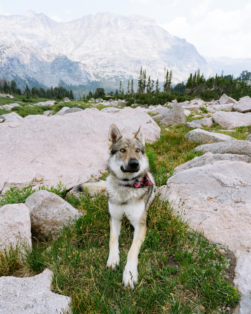 brown and black dog on gray rock