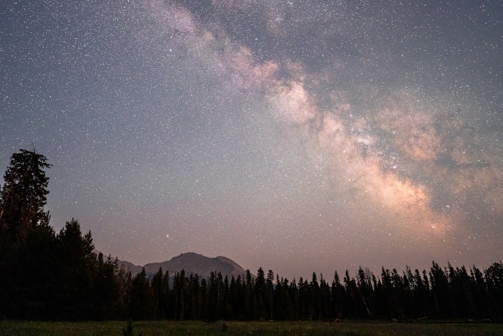 silhouette of trees under starry night