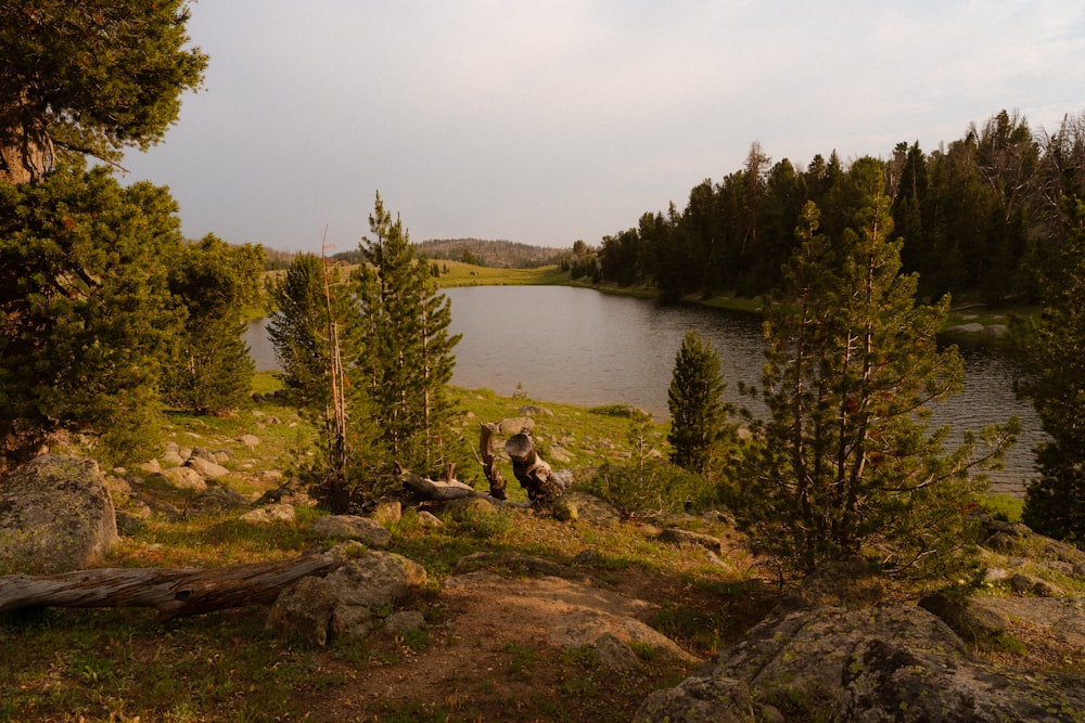 green trees near lake under cloudy sky during daytime