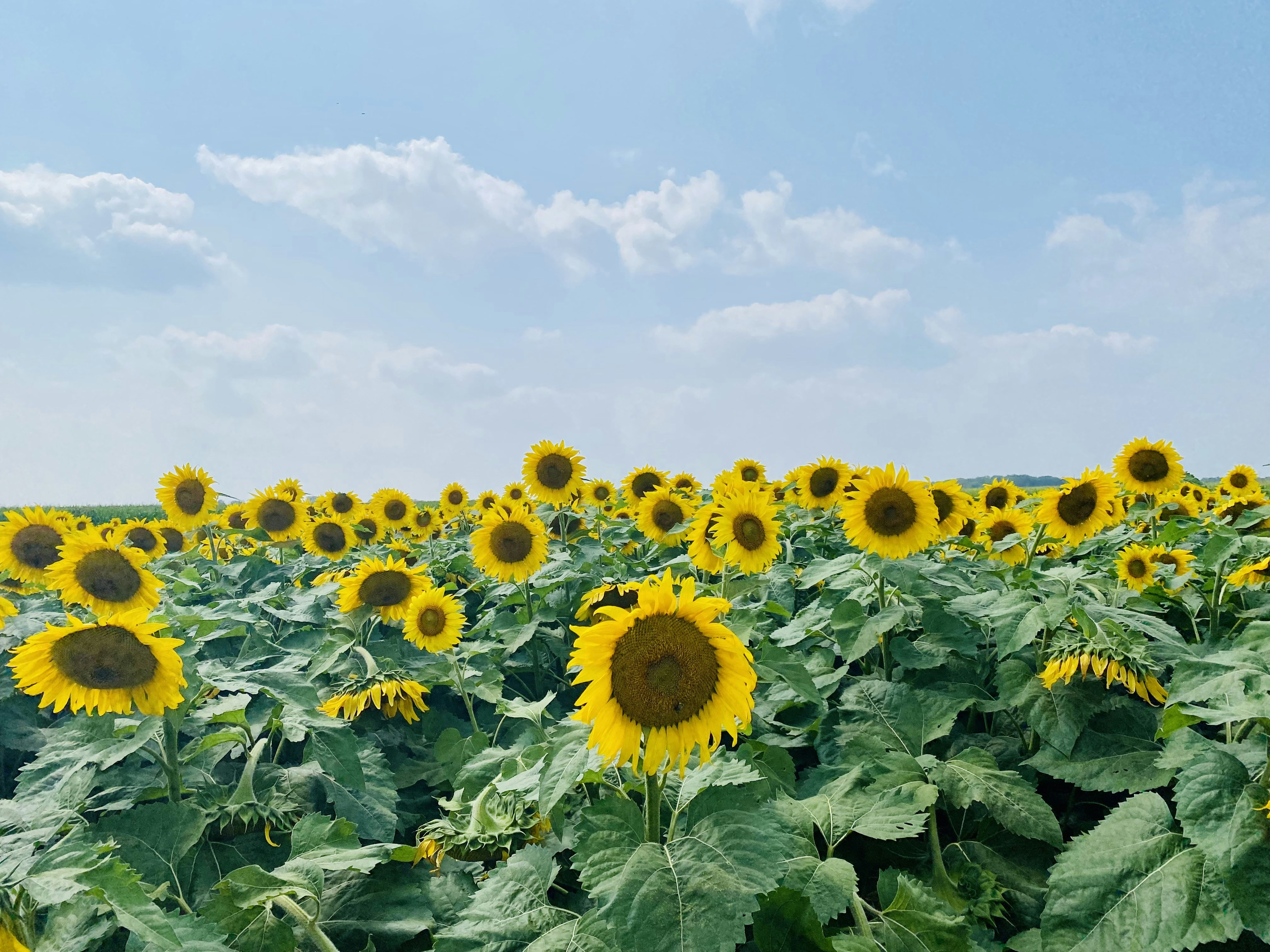 Photo by huangjingrain