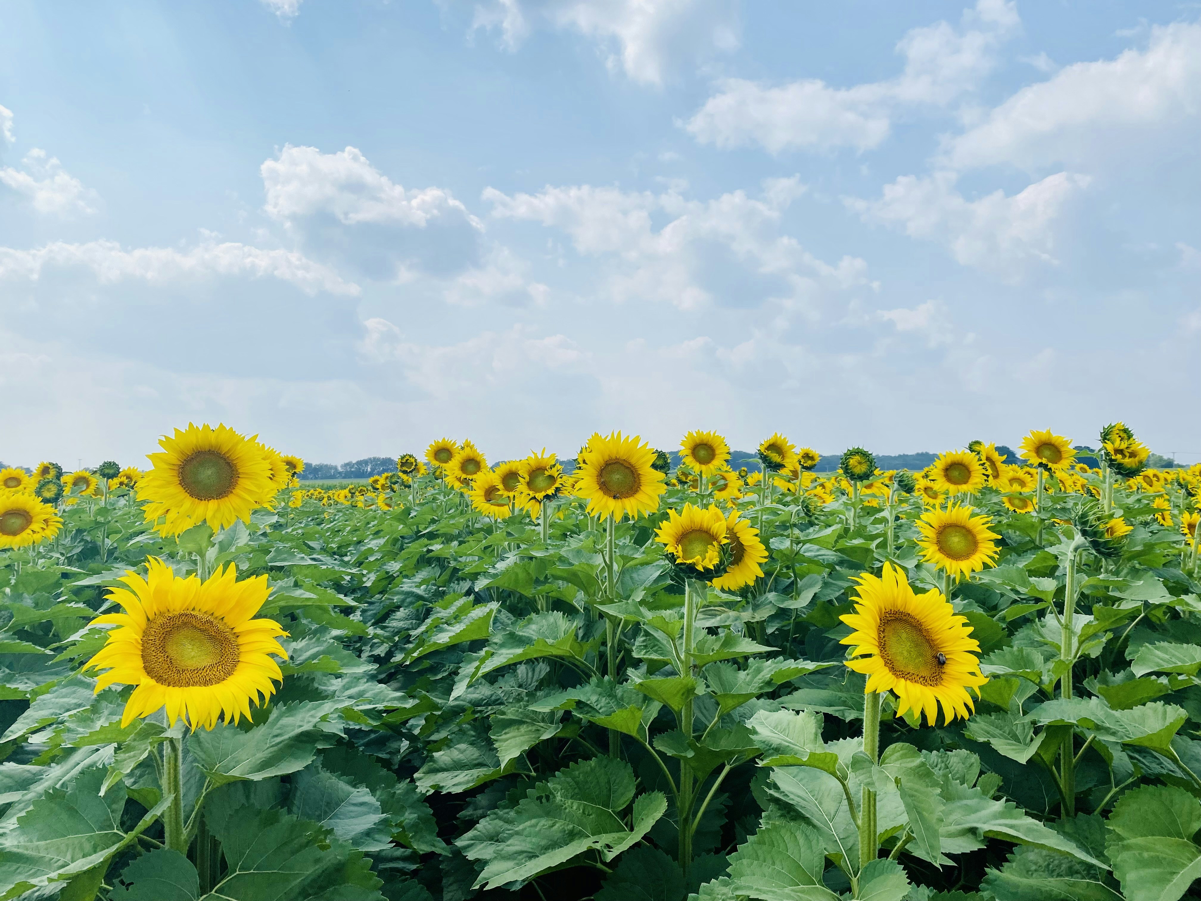 Photo by huangjingrain