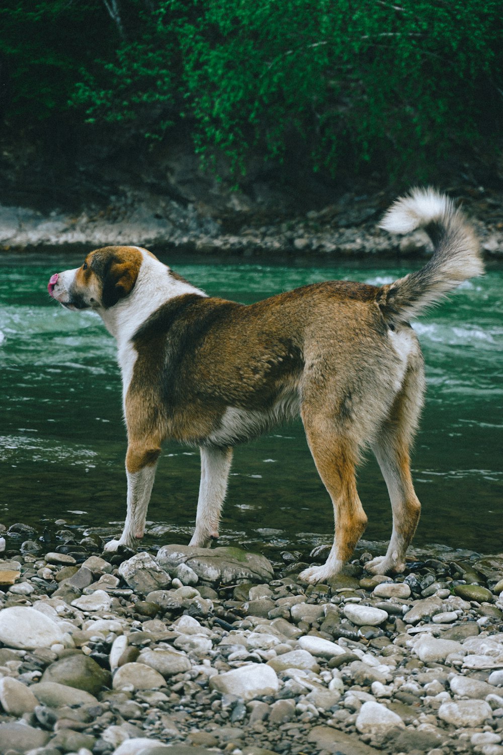 brown and white short coated dog standing on rocky ground during daytime