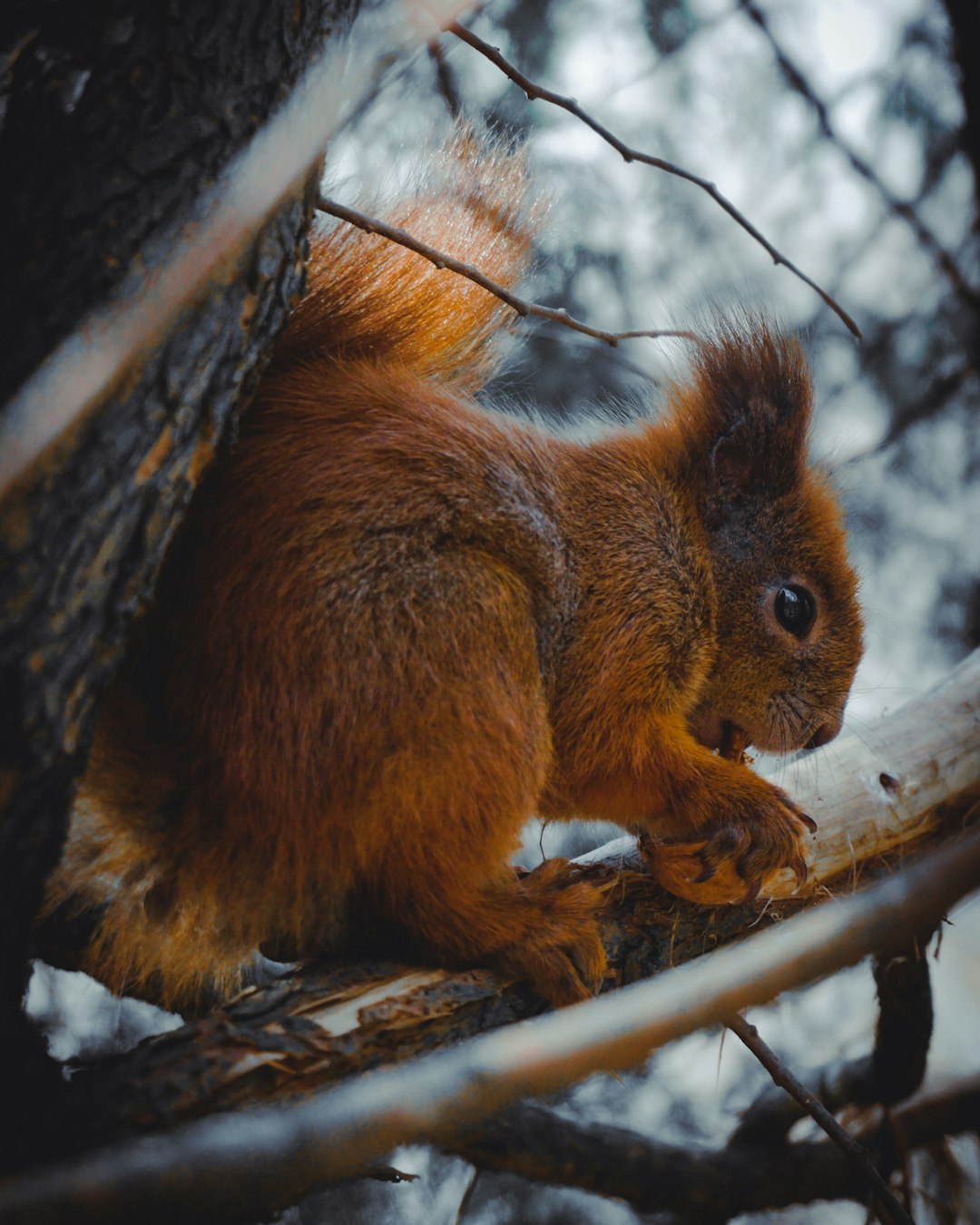 brown squirrel on brown tree branch during daytime