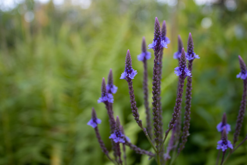 purple flower in tilt shift lens