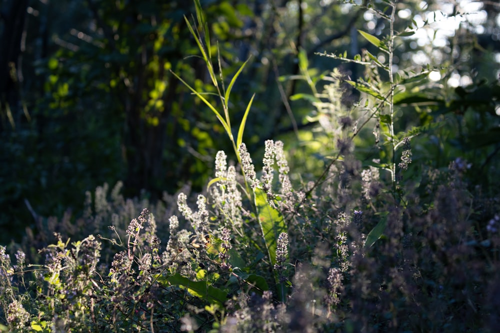 white flowers in tilt shift lens