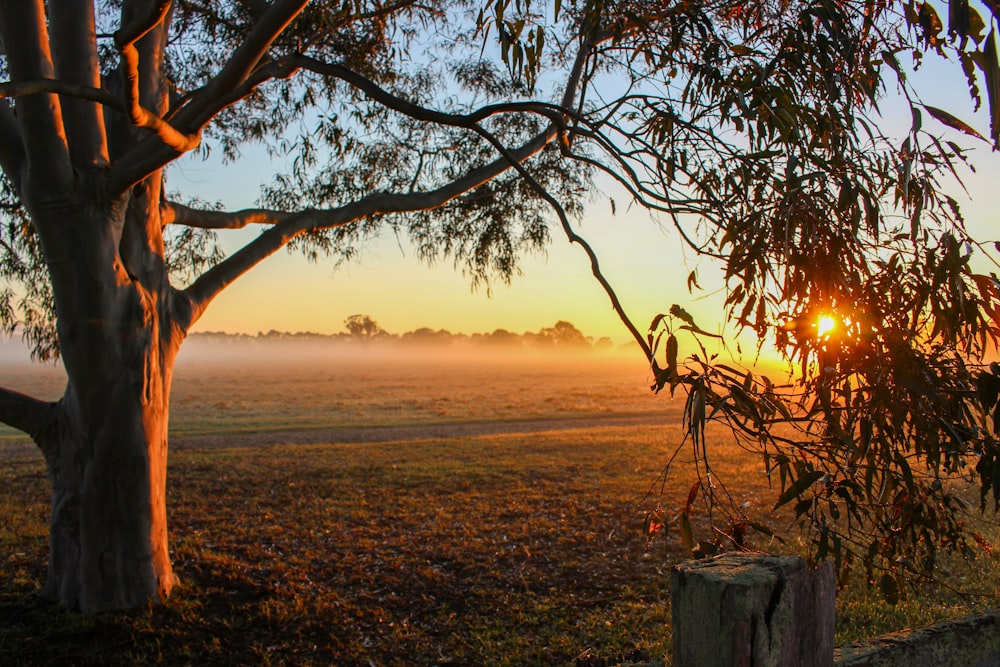 brown tree trunk on green grass field during sunset