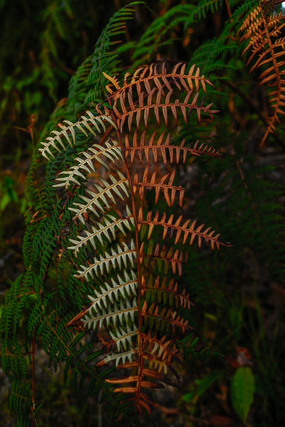 Planta verde y marrón durante el día