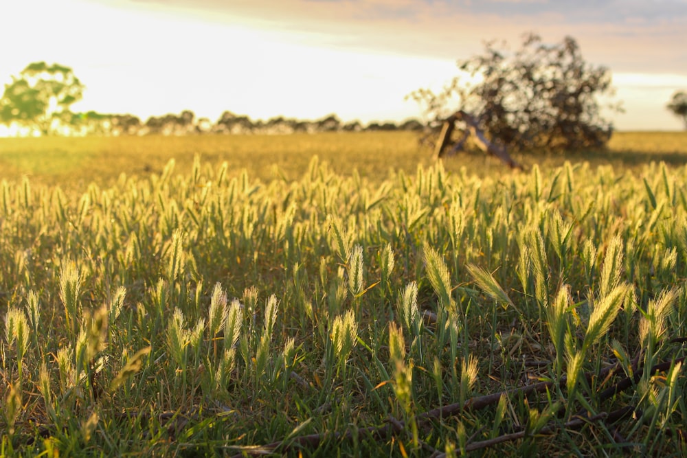 green grass field during daytime