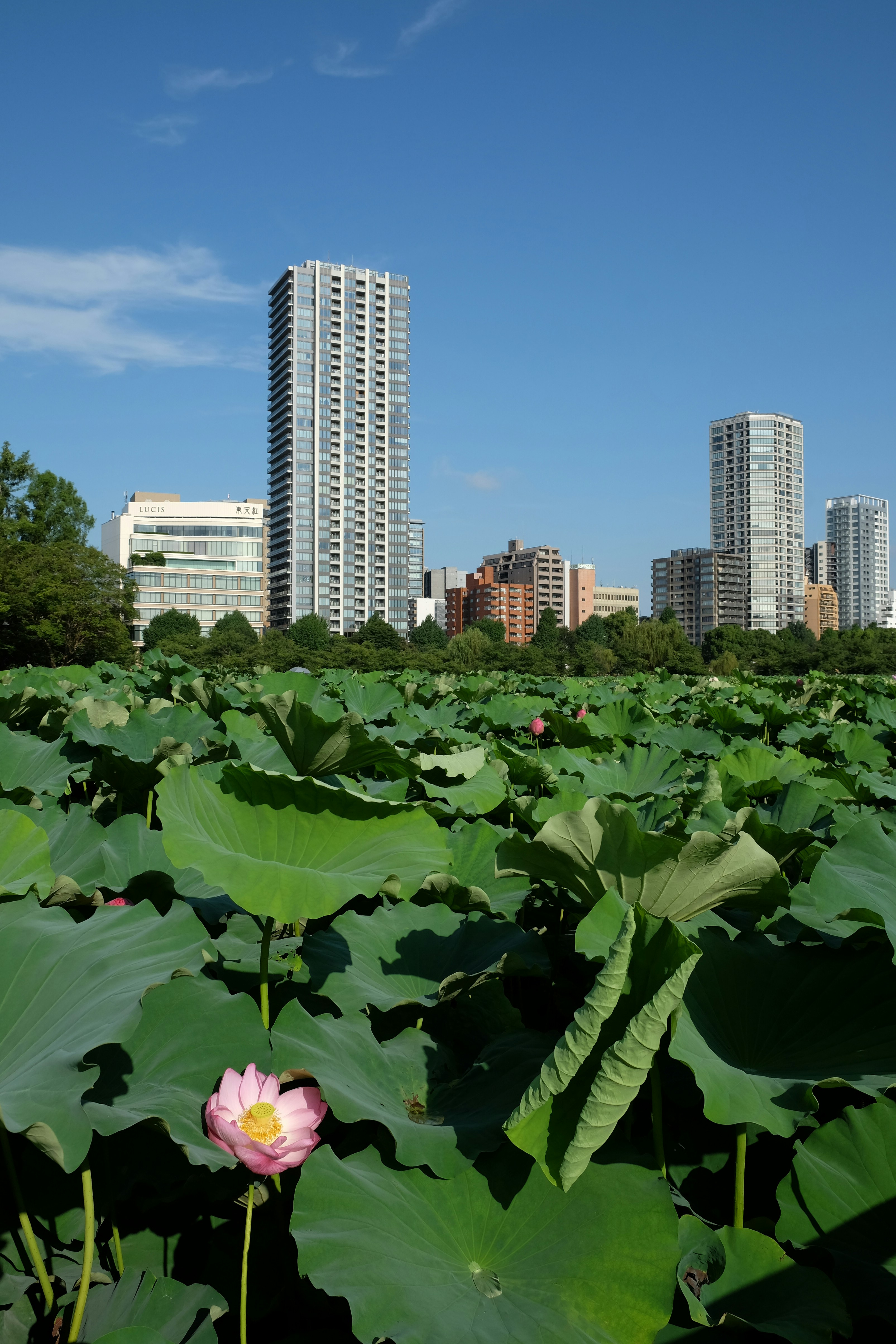green leaves near city buildings during daytime