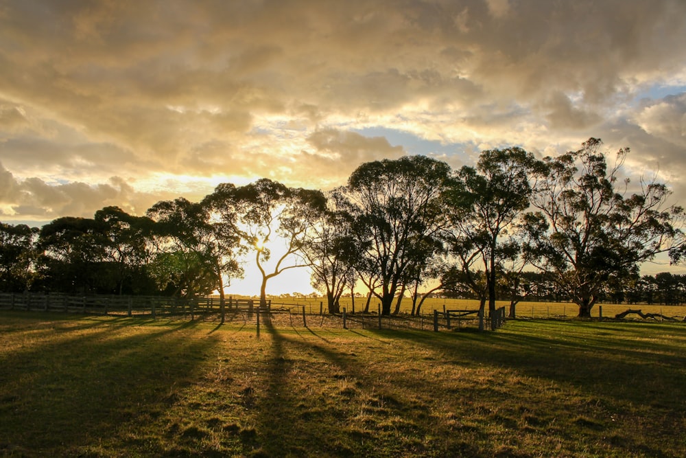 green grass field with trees under gray clouds