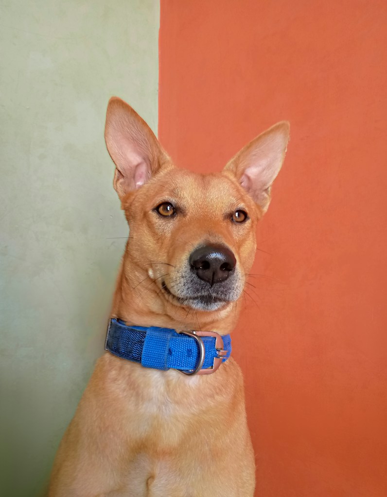 Everyday Pet Collar
