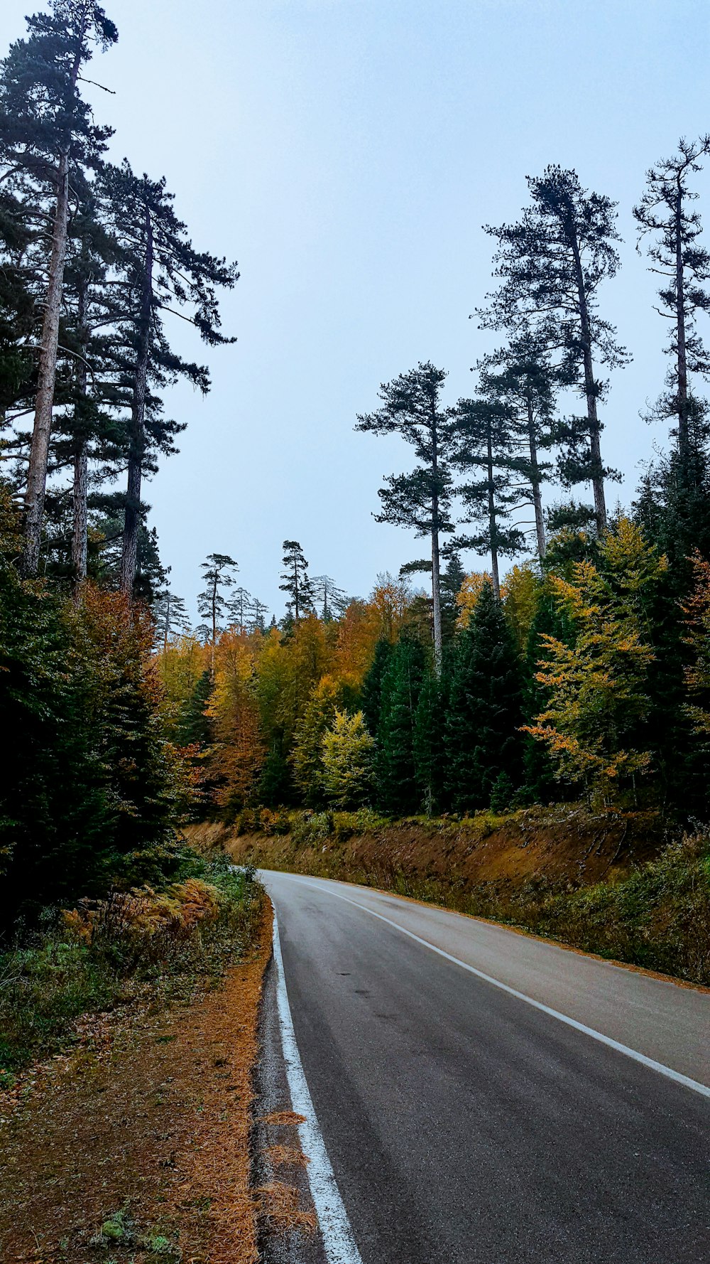 gray asphalt road between green trees during daytime