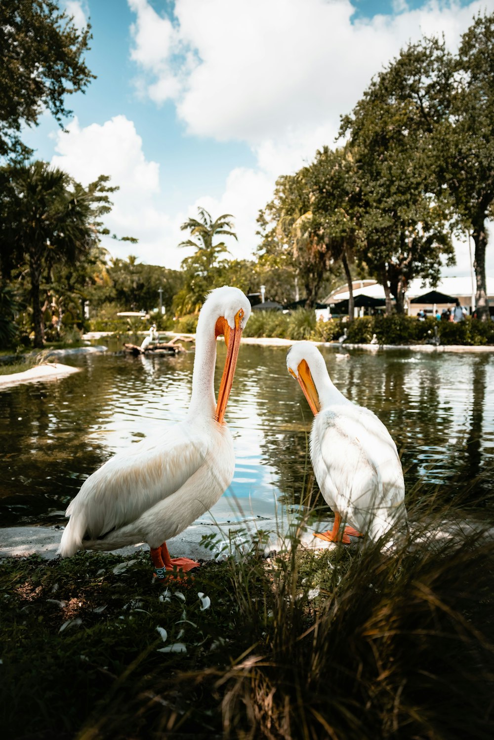 white pelican on body of water during daytime