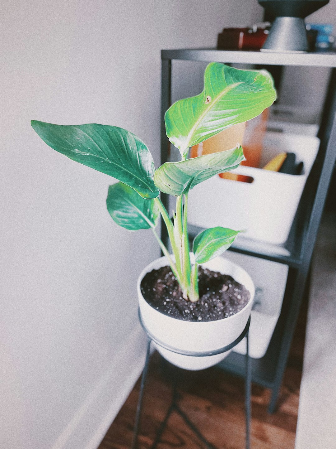 green plant on white ceramic pot