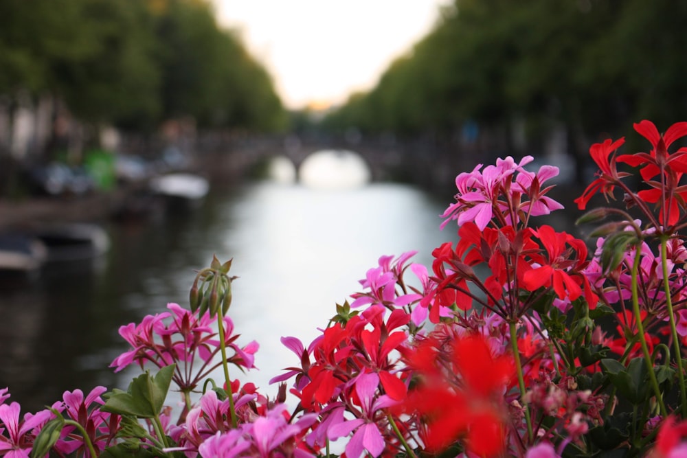 red flowers near body of water during daytime