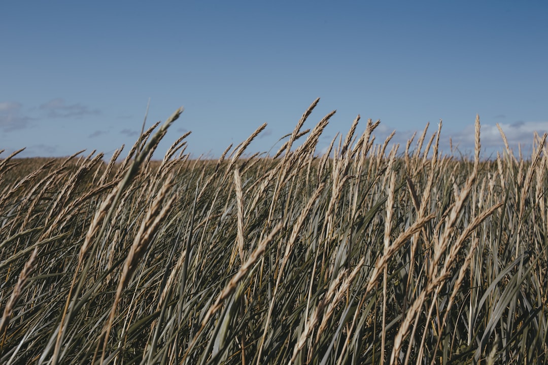 brown wheat field under blue sky during daytime