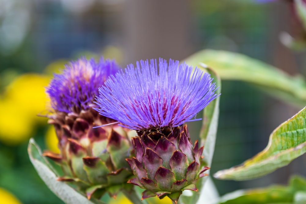 purple flower in tilt shift lens