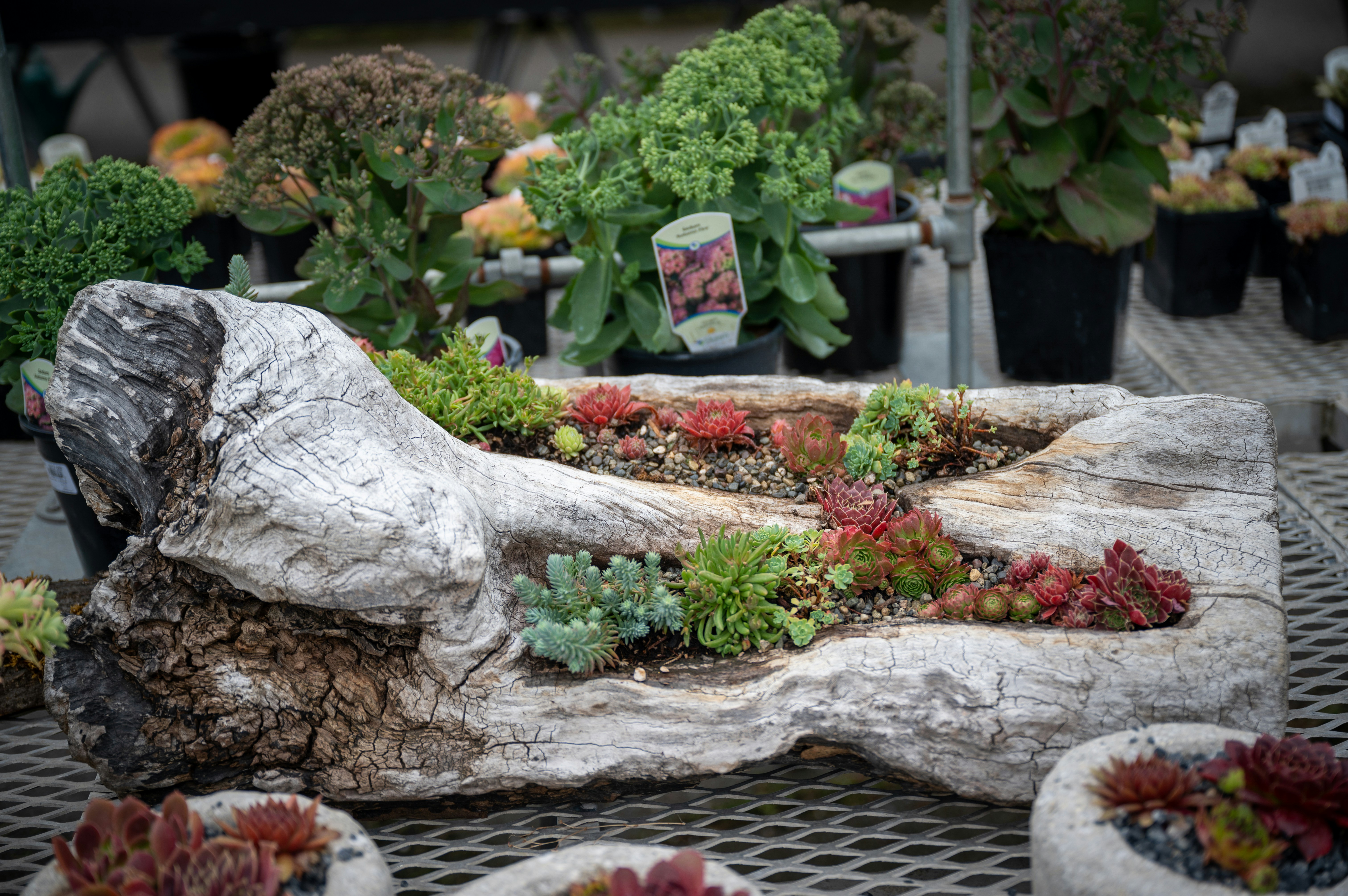 Mini-Garten aus Treibholz und Sukkulenten
