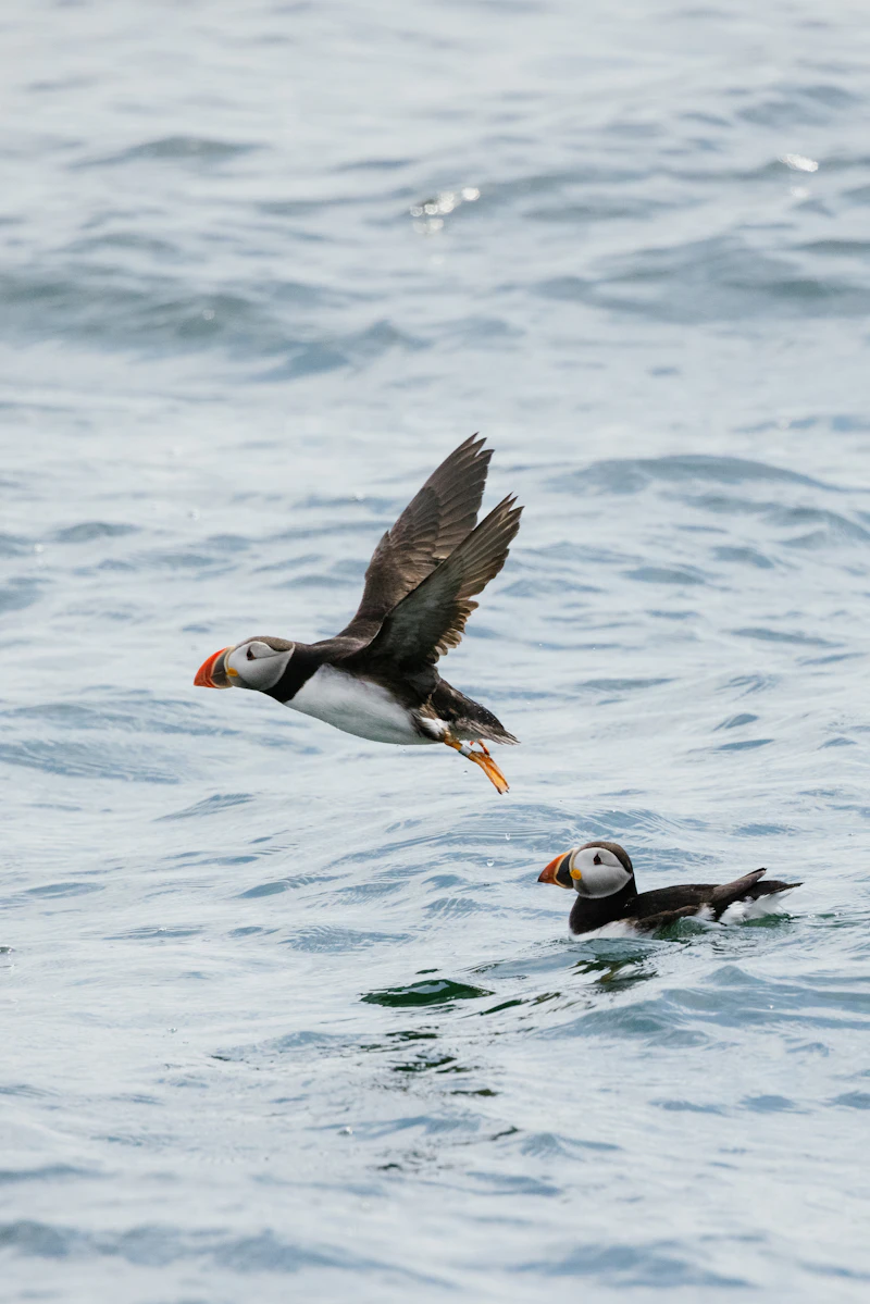 Atlantic Puffin (Fratercula arctica)