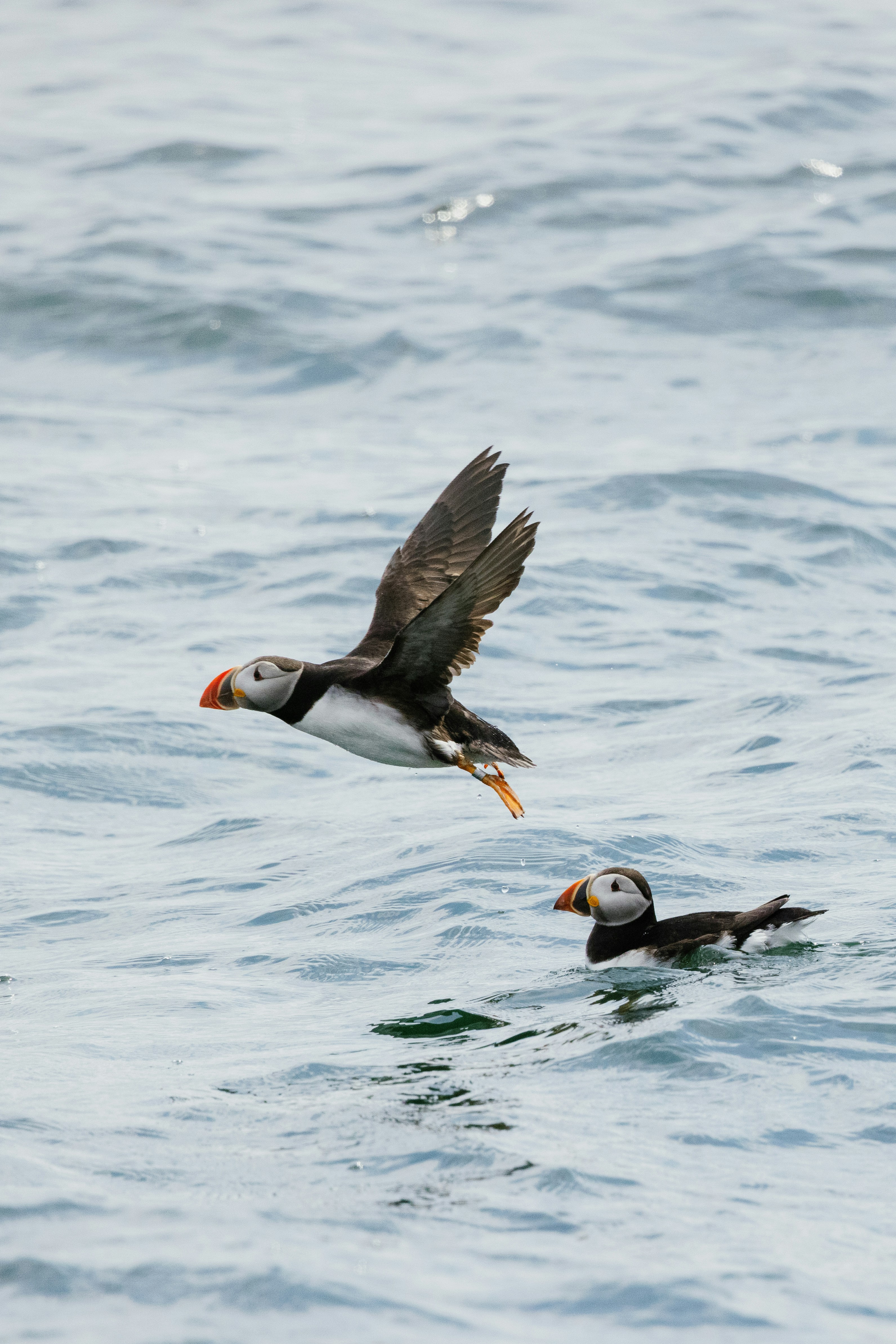 An Atlantic Puffin takes flight after swimming in the Atlantic Ocean on a cloudy summer day near Eastern Egg Rock, Maine. Another Atlantic Puffin swims nearby.