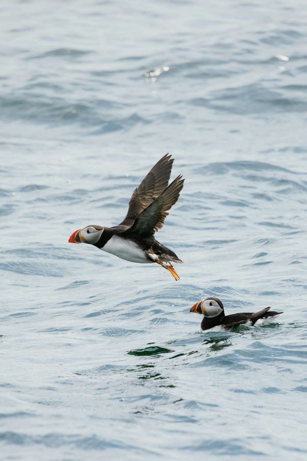 oiseau noir et blanc sur l’eau pendant la journée