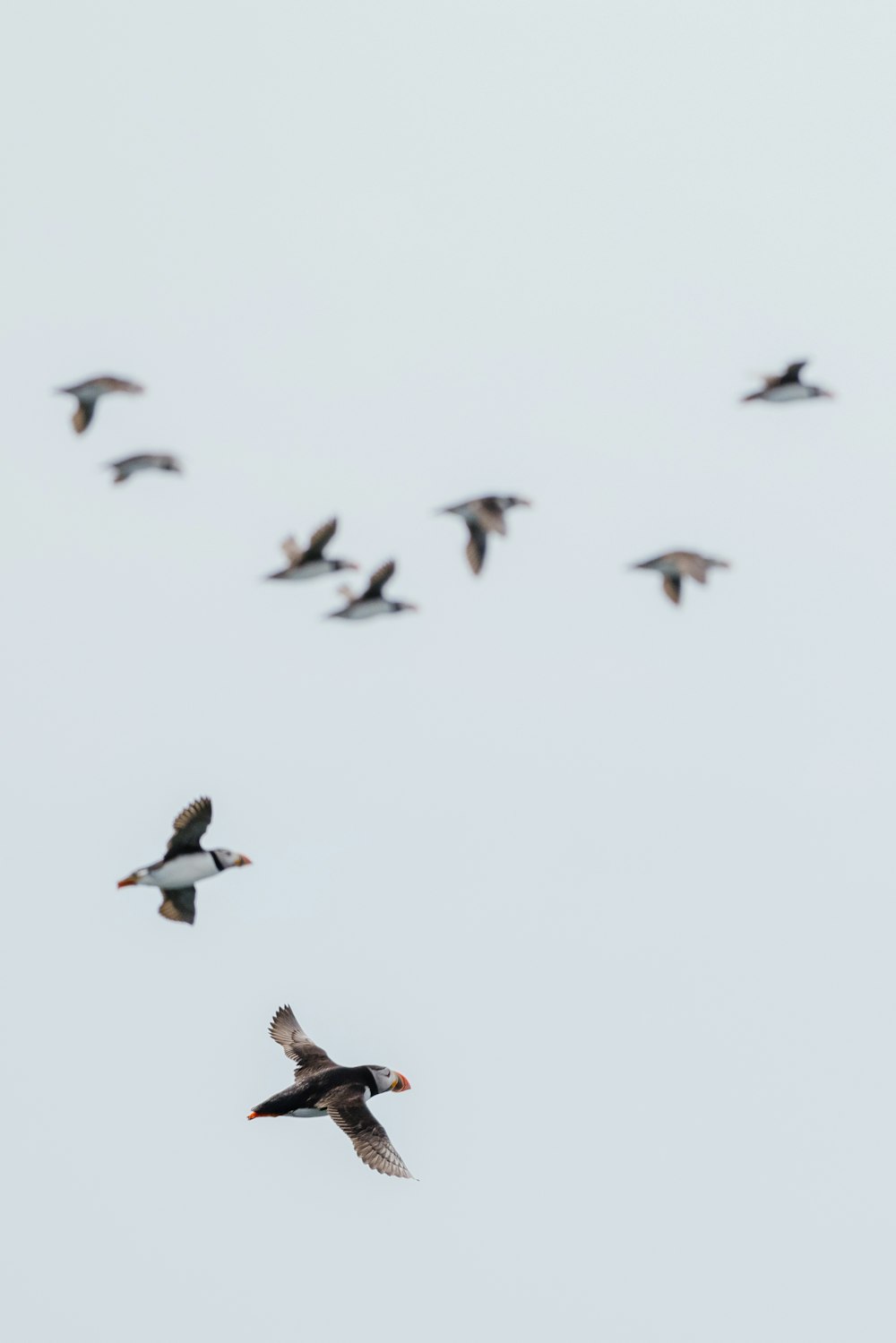 Vogelschwarm, der tagsüber fliegt