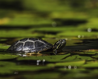 black and white turtle on water