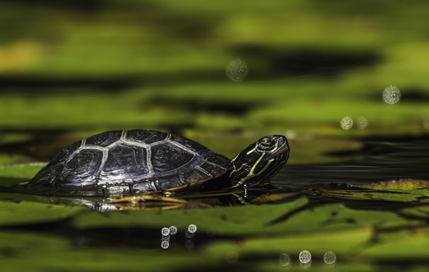 black and white turtle on water