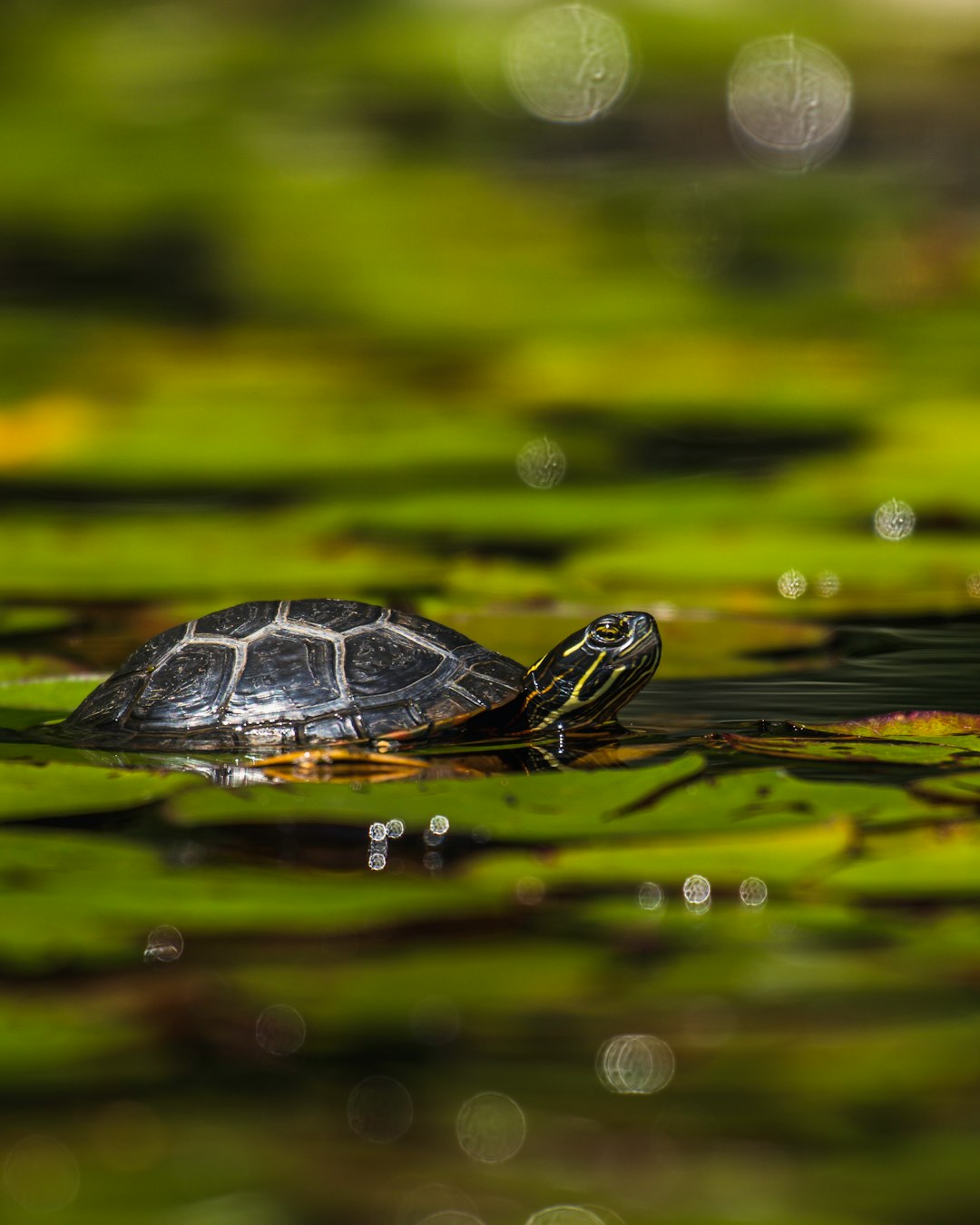 black and white turtle on water