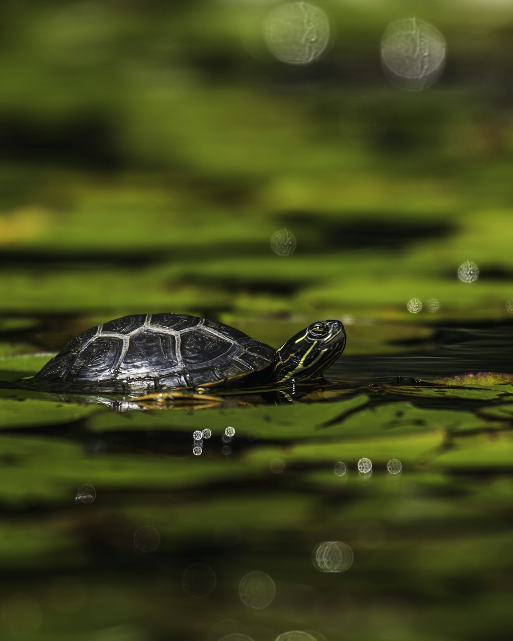 black and white turtle on water