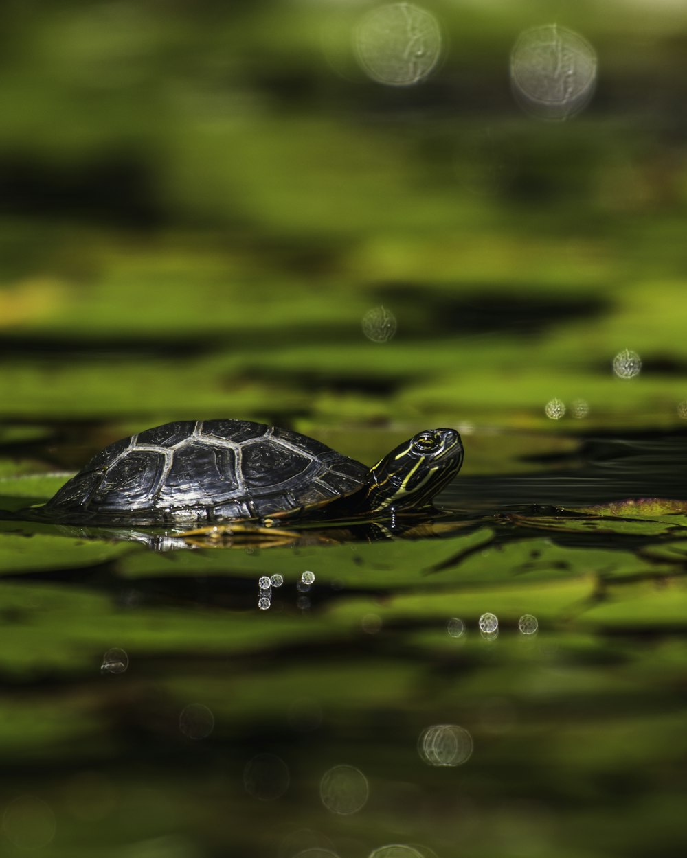 Schwarze und weiße Schildkröte auf dem Wasser