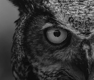 grayscale photo of owl head
