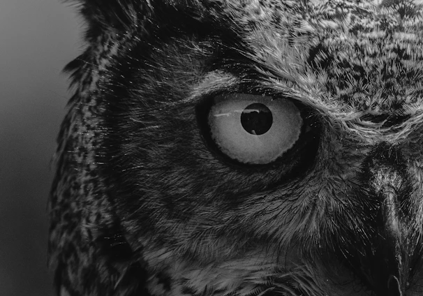 grayscale photo of owl head
