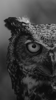 grayscale photo of owl head