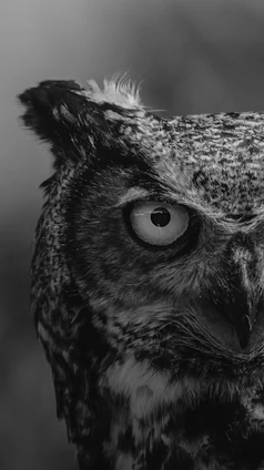 grayscale photo of owl head