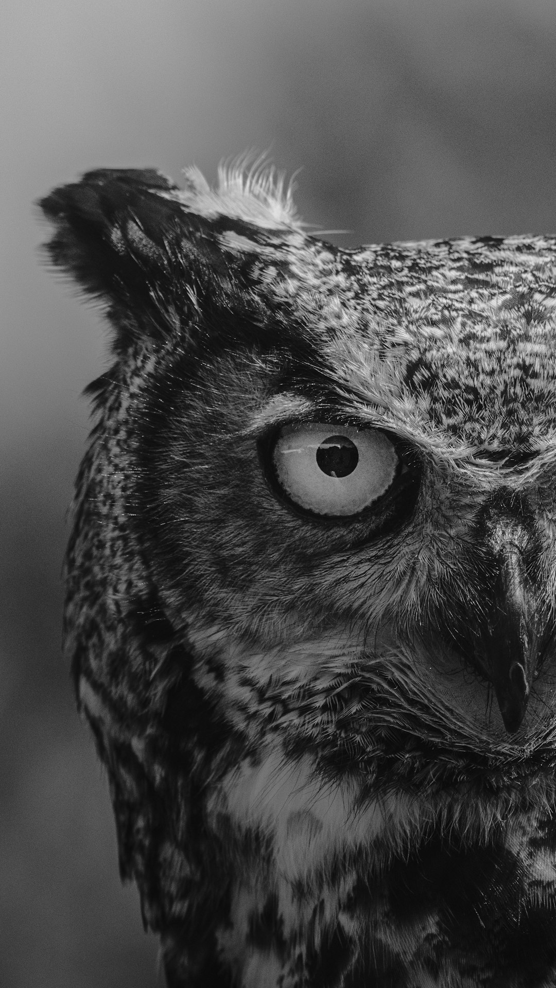  grayscale photo of owl head owl