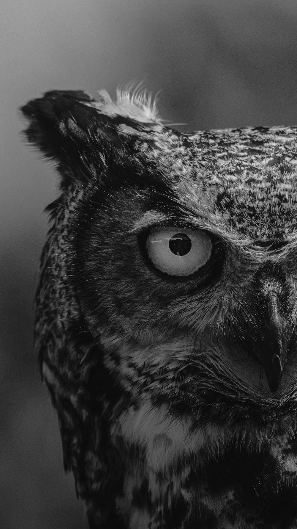 grayscale photo of owl head
