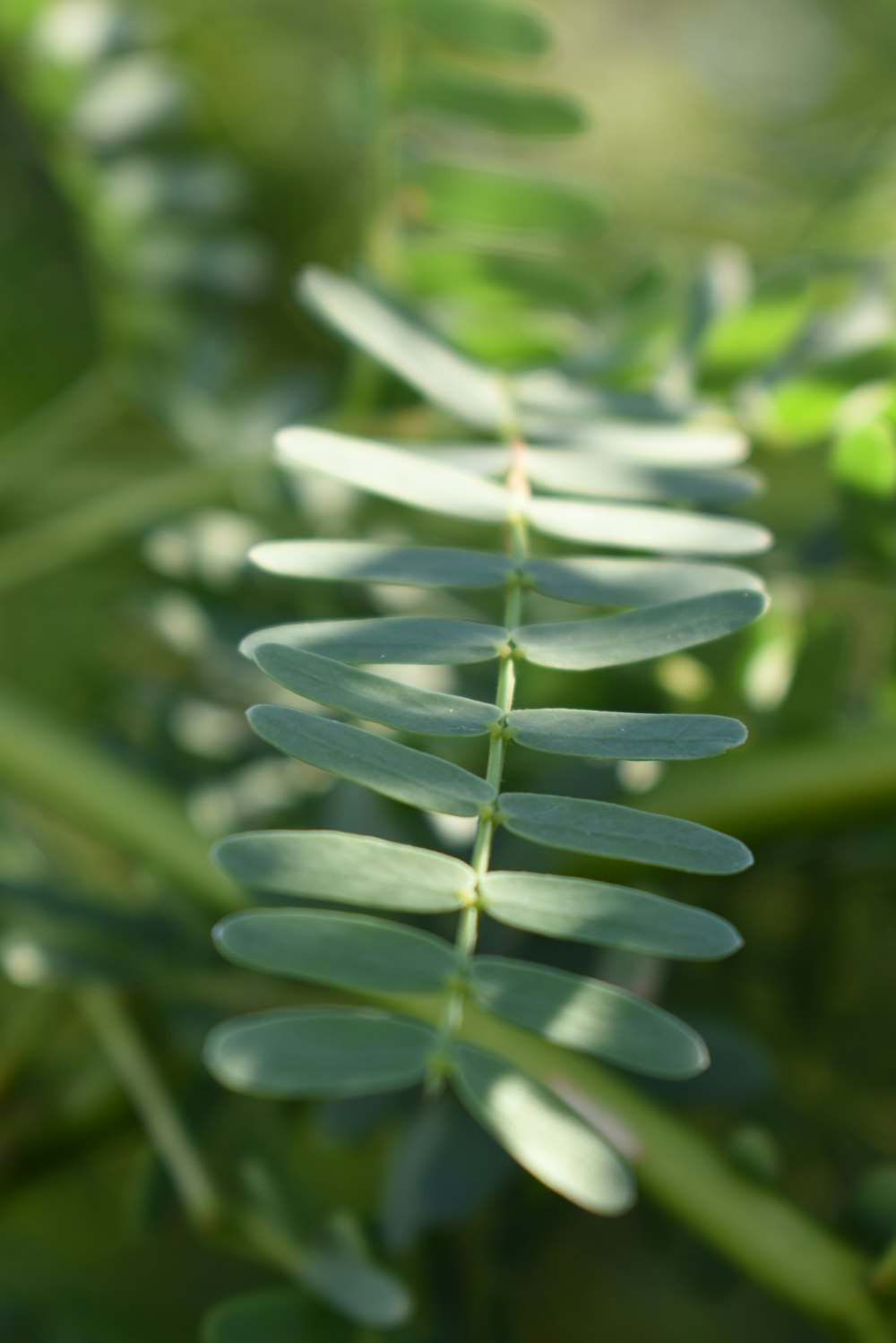 planta verde na lente macro