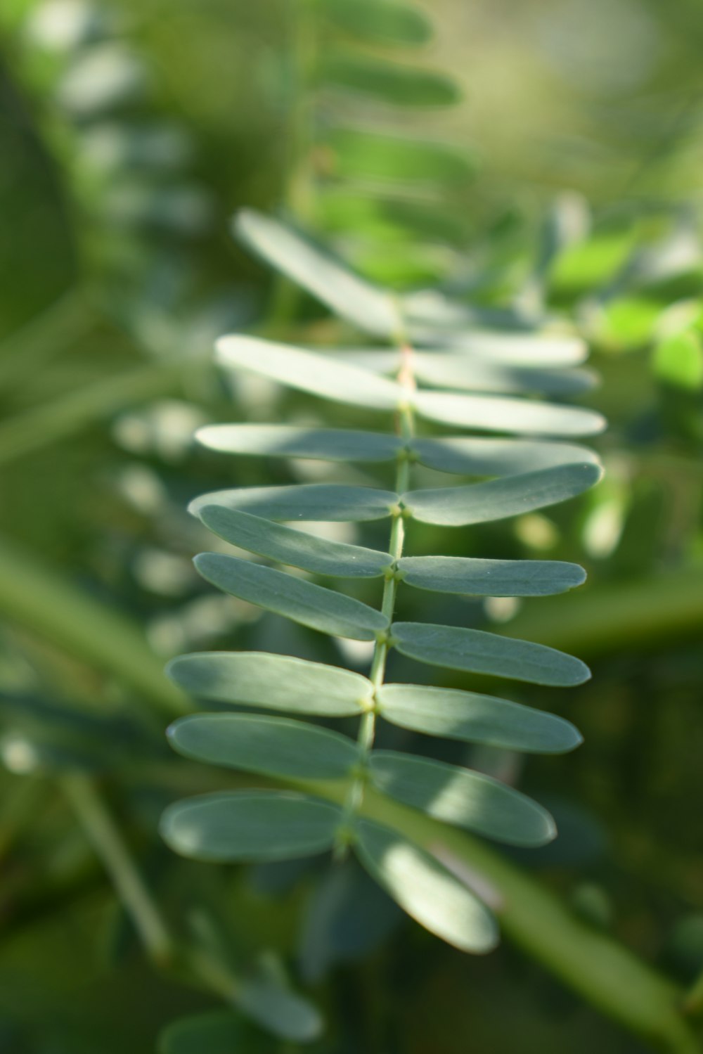 green plant in macro lens