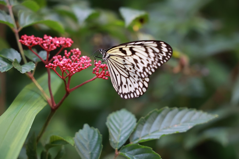 borboleta branca e preta na flor cor-de-rosa