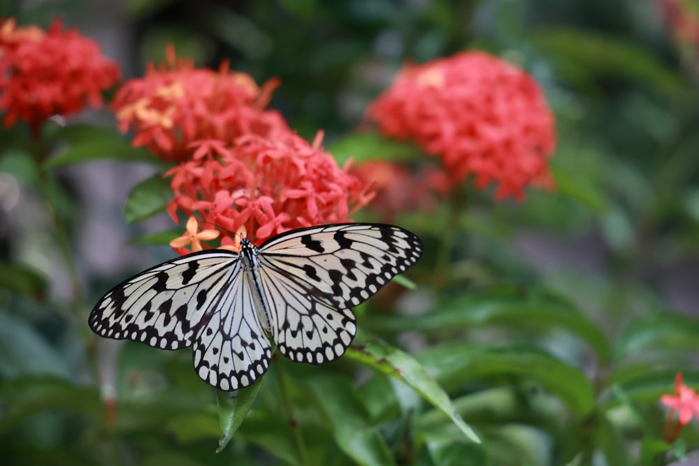 black and white butterfly on red flower