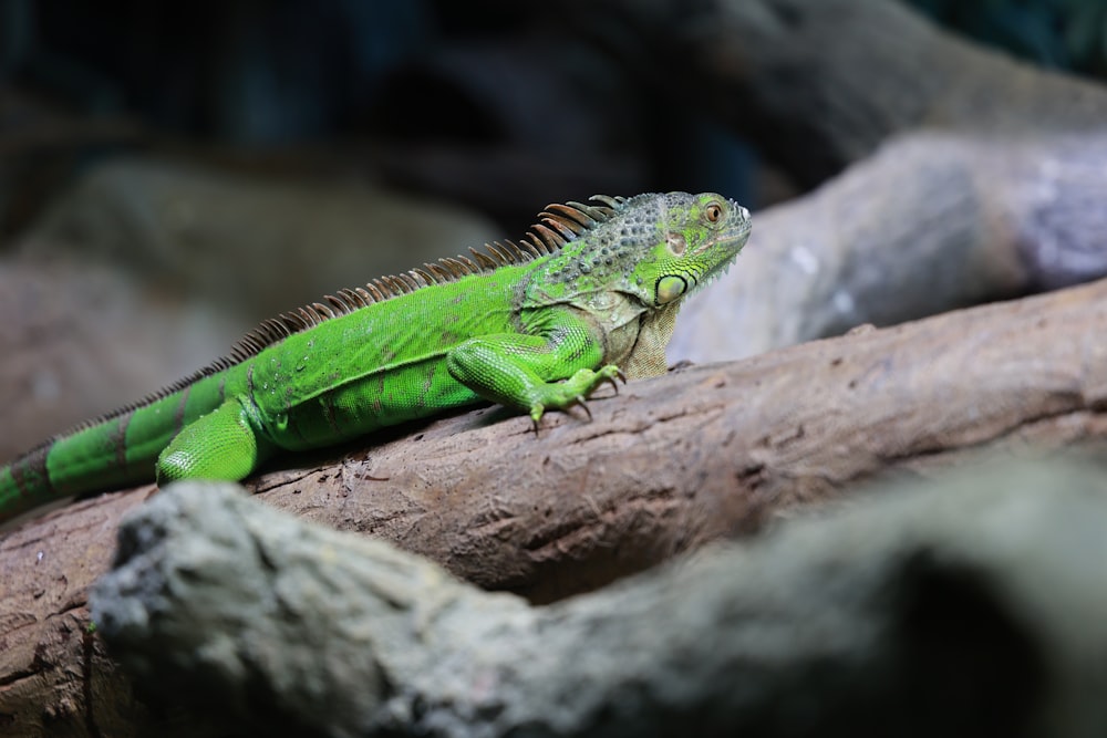 green and white iguana on brown tree branch