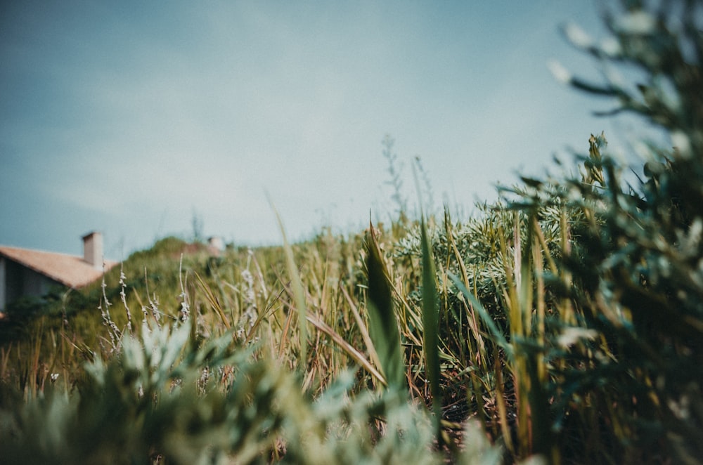 green grass under blue sky during daytime