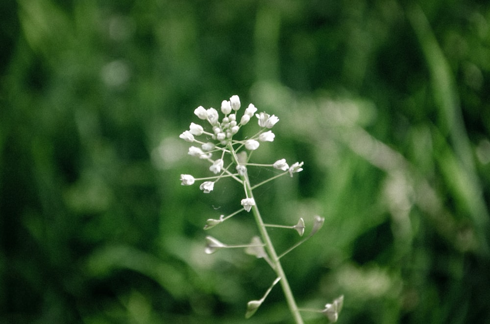 Fleur blanche dans une lentille à bascule