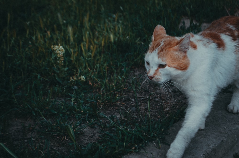 white and orange cat on green grass