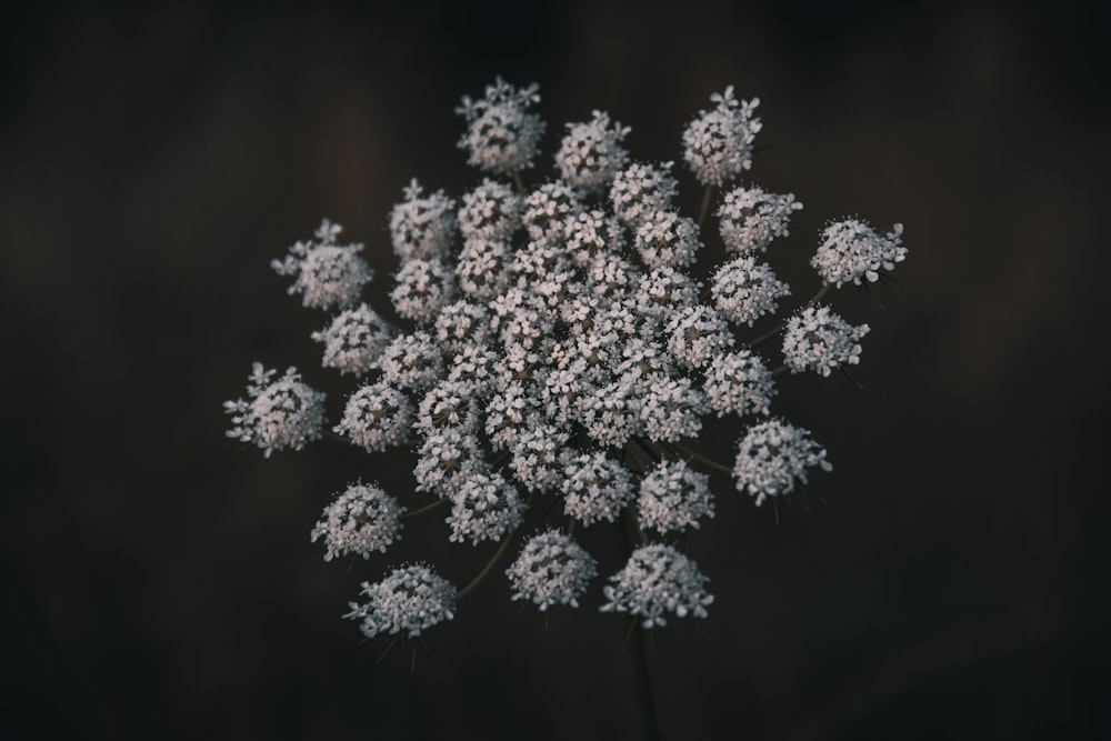 white flowers in tilt shift lens